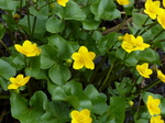 FZ012545 Marsh Marigold (Caltha palustris).jpg